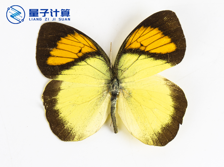 昆虫标本