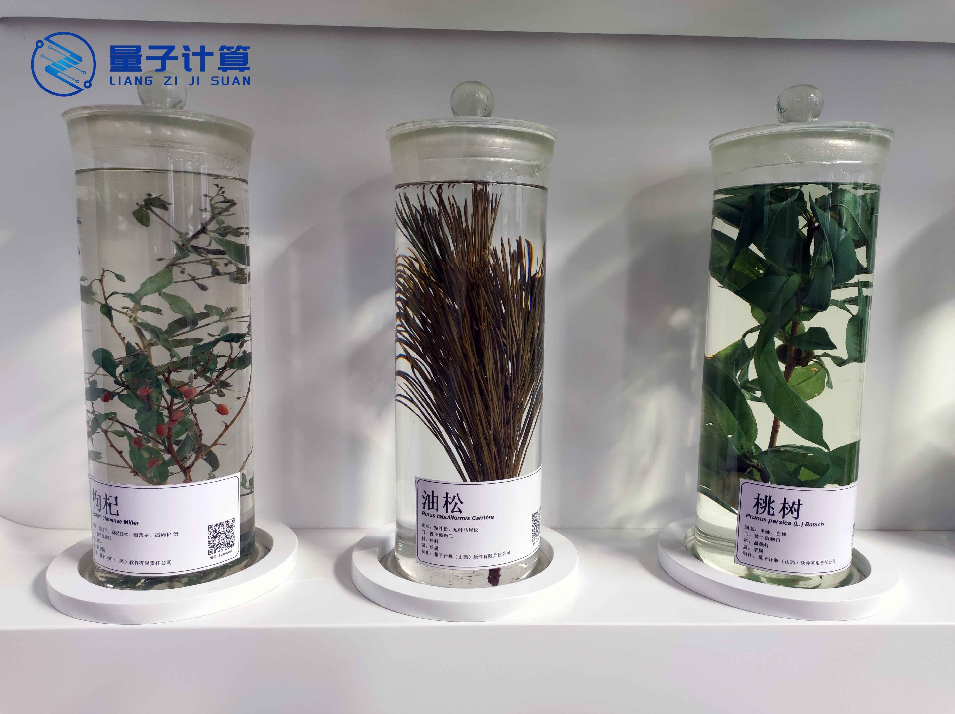 浸制标本